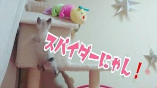 Ep7 แมวพื้นเมือง Rinrin ลูกแมวใกล้วิหารของ Princo แมวแมงมุม!