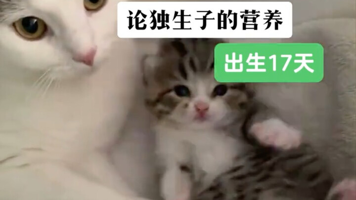 Only child Mimi has gained so much weight in just 17 days she’s like a little piggy now (^🐽^)