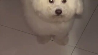 الكلب يريد النوم مع صاحبه، ويبدو متعبًا لدرجة أن عينيه لا تستطيعان البقاء مفتوحتين...