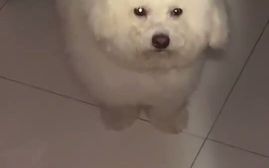 狗狗想和主人一起睡觉觉，困到眼睛睁不开的样子…