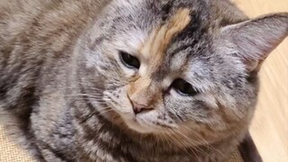 猫猫献唱《饭特稀》