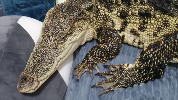 【Cute Pet】 Annoying!!!! Scratch again!!!!