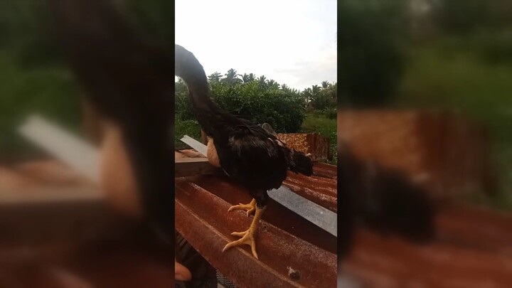 manok kung may pang fastest kill