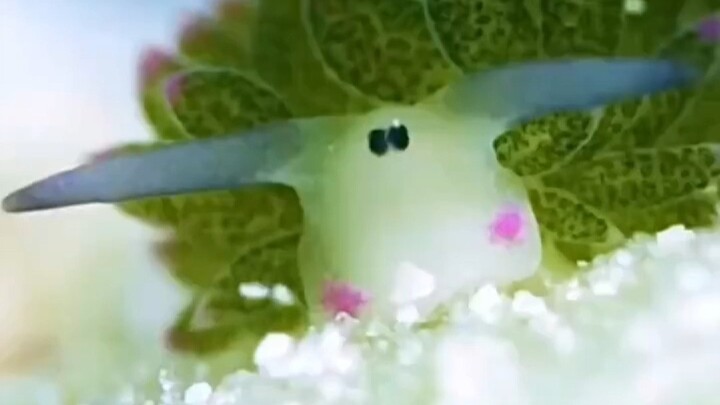 This animal actually exists!