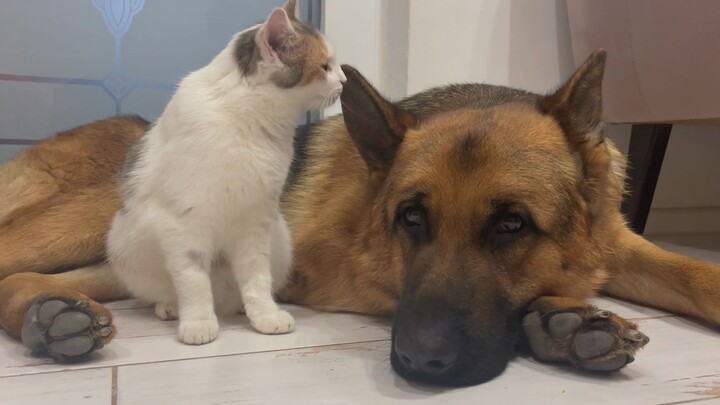 The adorable kitten loves being with the goofy German Shepherd.