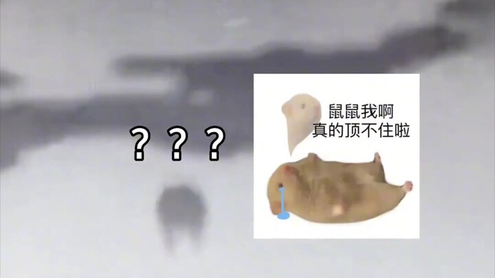 Mouse: Is it good? Elimination replay!