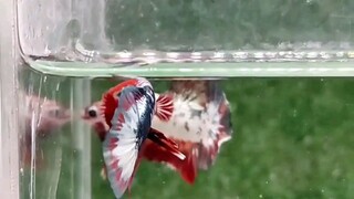 Betta Fish ( FCCP READ HEAD )