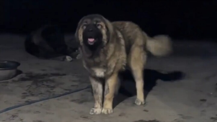 น้องหมา: เจ้านาย กลับมาแล้วเหรอ