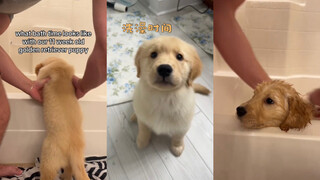 Waktu mandi anak anjing Golden Retriever 🛁