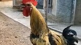 Ayam berloyalitas tinggi