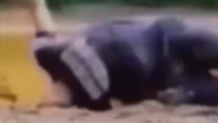 Ở đâu có Ngọa Long, ở đó có Phụng Sồ.