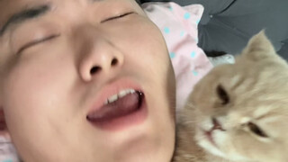 Kitten's Stop-at-This-Point Training