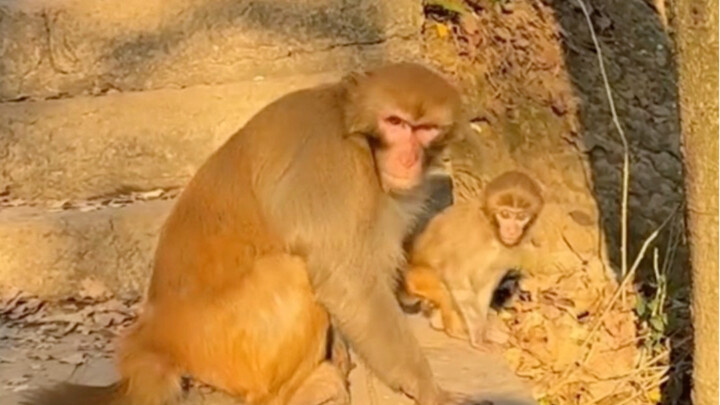 ألقِ قنبلة يدوية على القرد.