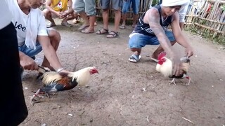 talo.na bulag dlawang mata