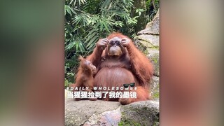 Ketika simpanse menemukan kacamata hitamku