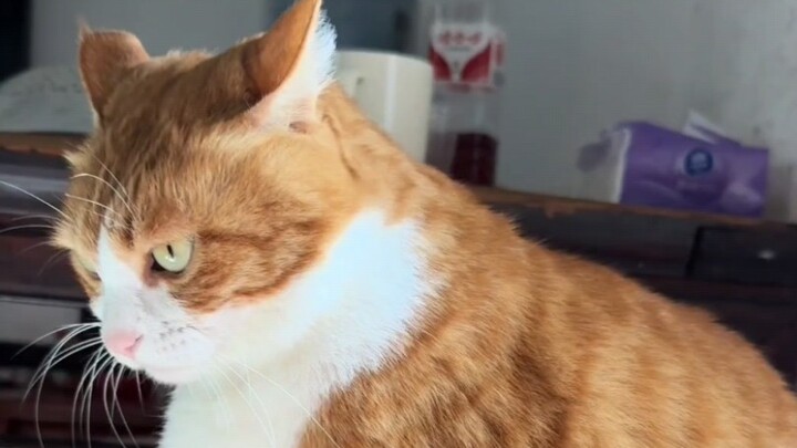 Mèo: Lại dùng tĩnh điện chích tớ nữa à?