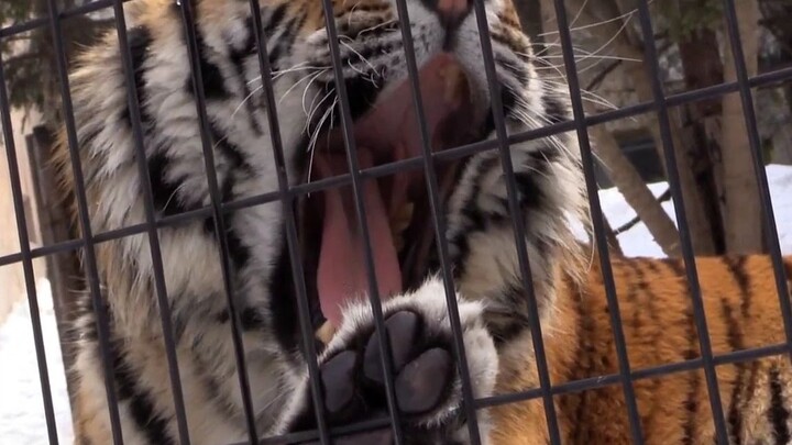 "I couldn't help but yawn when the tiger roared."