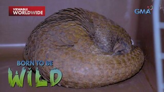 Isang pangolin na nadamay sa isang grassfire sa Palawan, makaligtas kaya? | Born to be Wild