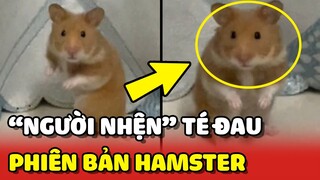 Cận cảnh TRÈO CAO TÉ ĐAU của "NGƯỜI NHỆN" phiên bản Hamster siêu quậy 😂 | Yêu Lu