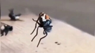 Fly: Ascension catastrophe, so terrifying