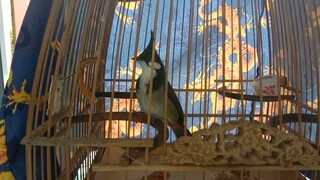 Tiếng Chim Chào Hót Đấu /Tiếng Hót Gọi Bầy Đàn