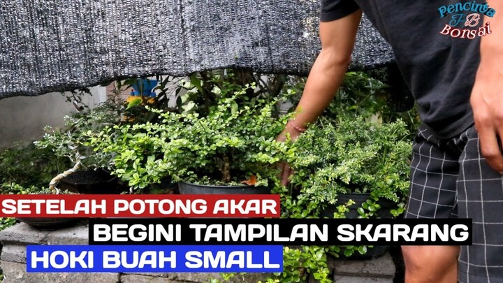 Hoki buah Kondisi setelah potong akar