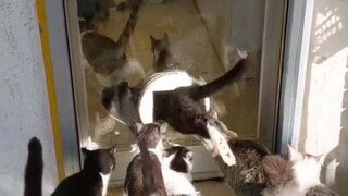 感受一场“猫咪风暴”