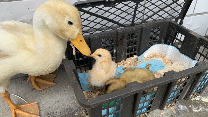 ไก่กับเป็ดเลี้ยงเป็นสัตว์เลี้ยงก็ได้ ทำเป็นอาหารก็ได้ ทุกครั้งที่พวกมันวิ่งมาหาฉัน ฉันรู้สึกว่ามันน่