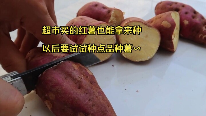 البطاطا الحلوة التي تُشترى من السوبرماركت يمكن زراعتها في المنزل أيضًا، سأشتري مستقبلًا بعض بطاطا ال