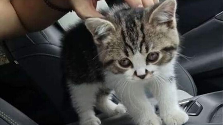 Cat-rescue log! Asking whose cat it is while your hands clamp down tighter and tighter like a pair o