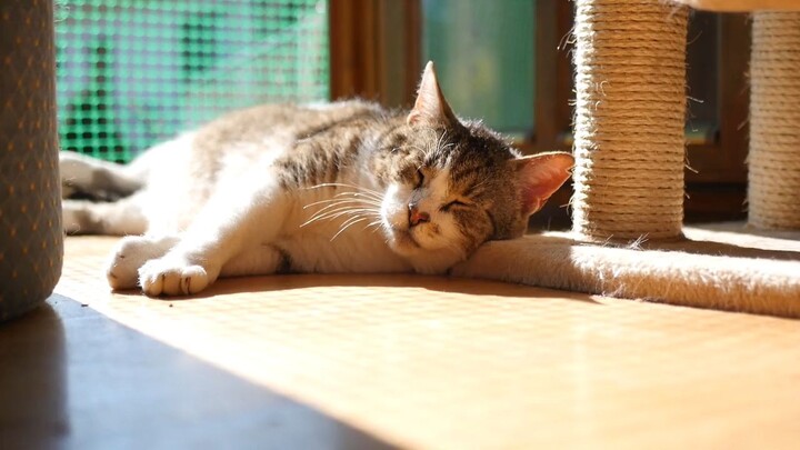 Sleeping cat