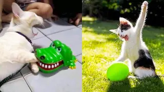 Funniest Dogs And Cats - Best Of The 2022 Funny Animal Videos #16
