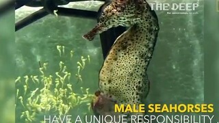 Spectacular: Seahorse Dad Giving Birth To 2,000+ Baby Seahorses