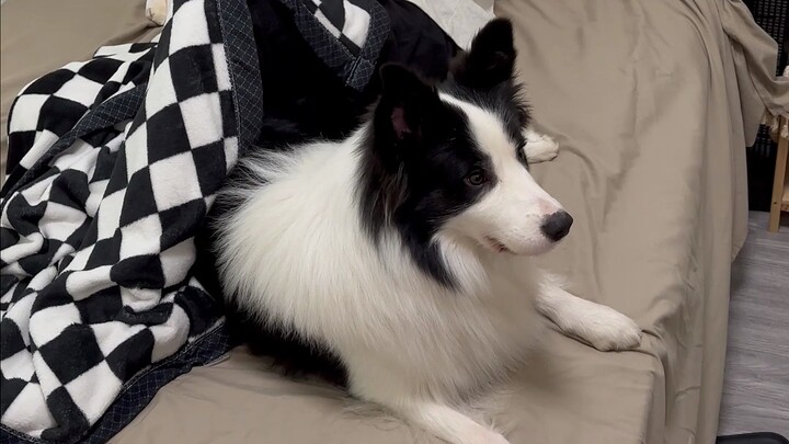 Things dog owners dread—skittish folks, beware! I'm afraid it might stir up some unpleasant memories