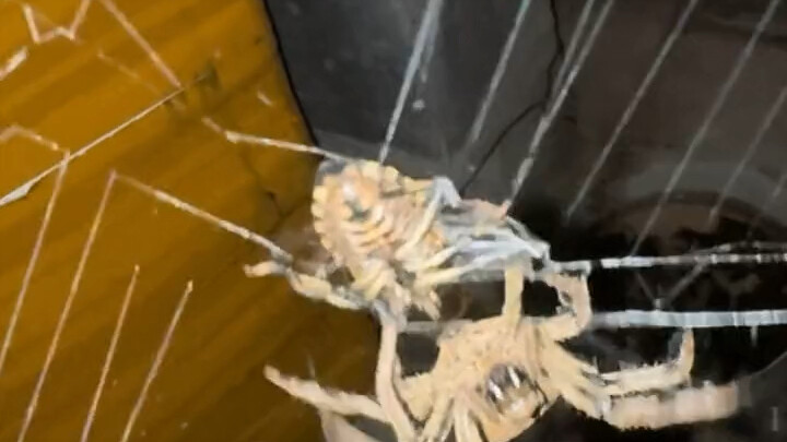 Being killed by a spider is truly one of the most terrifying ways to die: you’re bound tight, unable