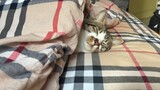 Cute Kitten Under The Bedclothes