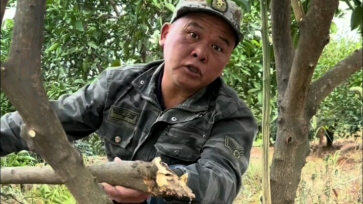 ช่วงนี้ตัวอ่อนด้วงหนวดยาวระบาดหนัก ขุดเจาะกินพืชผลไม้หลายชนิดอย่างบ้าคลั่ง เพื่อสะสมอาหารให้อ้วนพีไว