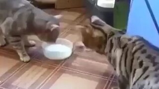 Kucing pun mengerti teman