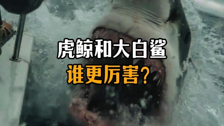 Which is stronger, the killer whale or the great white shark?