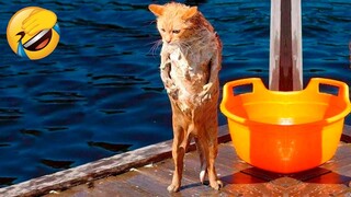 Best Funny Animal Videos Of The 2022 🤣 - Funniest Cats And Dogs Videos 😺😍