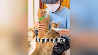 Hôm nay đi giải nghiệp ở  MÈO THIÊN HY mèo cat