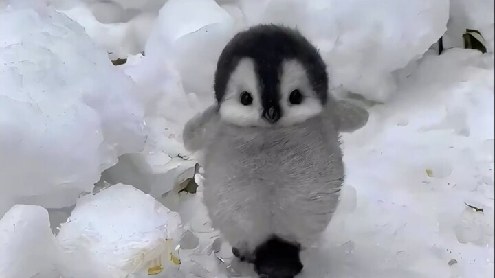 Mengapa kamu tidak boleh menyentuh penguin, meskipun dia yang mendekatimu terlebih dahulu?