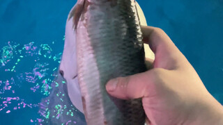 Big White is showing off his talent!