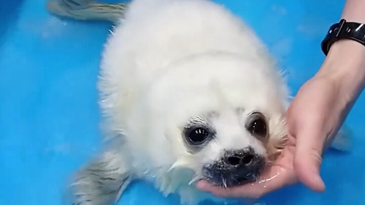 Anak anjing laut belajar berenang dari nol! Sangat lucu dan menggemaskan!