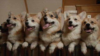Us, Our Pets and the War full movie [indo sub]