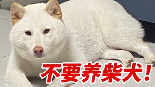 千万不要养柴犬！