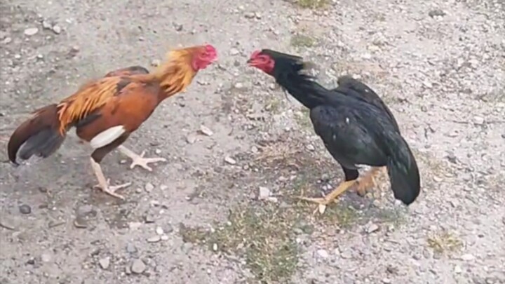 2 Black Hades son vs Nazareno son Gold. Silipin ang Dance step