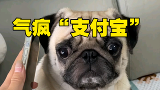 A puppy's phone call drives the "Alipay customer service" crazy