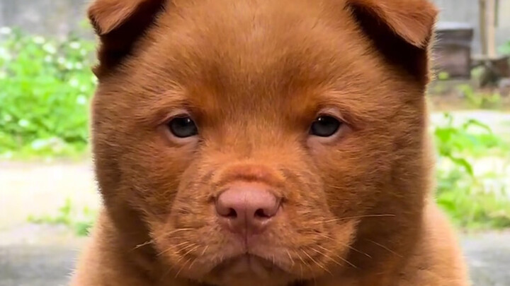 Apakah kamu rela menghabiskan dua ribu untuk membeli seekor anjing jalanan?