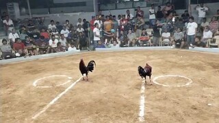 SBR full show Amenic ISC cup finals Win Win